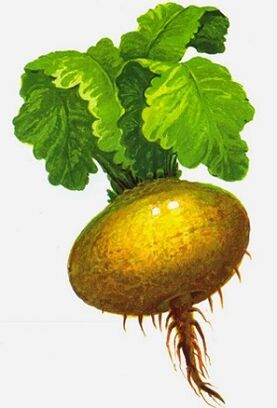 gesunde Rübe